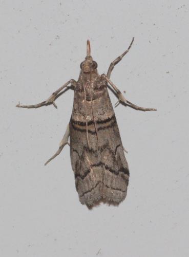 Acrobasis romanella